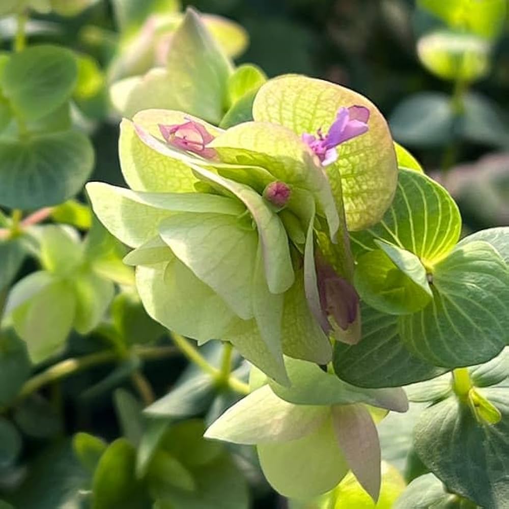 オレガノケントビューティ Amazon.co.jp: 宿根草 観賞用ハーブ オレガノ ケント